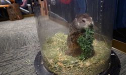 الأرصاد الأميركية تفنّد تنبؤات المرموط بالموسم الربيعي